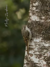 Boomkruipers [Certhiidae]